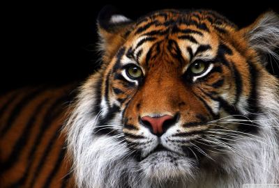 Beautiful Tiger Animal Wallpaper