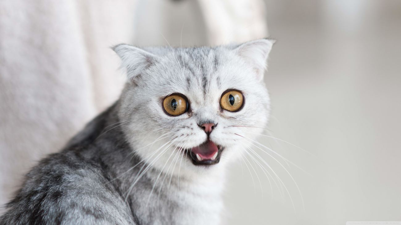 Cat 182 Wallpaper