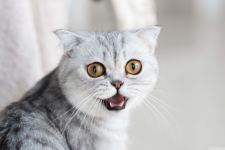 Cat 182 Wallpaper