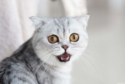 Cat 182 Wallpaper