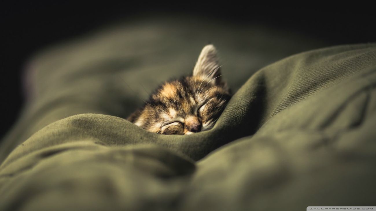 Kitten 14 Wallpaper