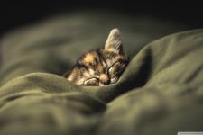 Kitten 14 Wallpaper