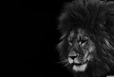 Lion Black And White 2 Wallpaper