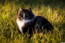 Norwegian Forest Cat Wallpaper