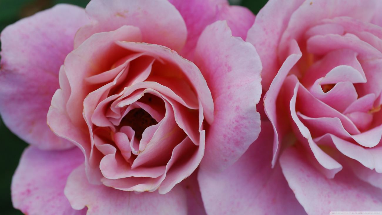Pink Roses 8 Wallpaper