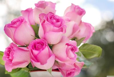 Pink Roses Buds Wallpaper