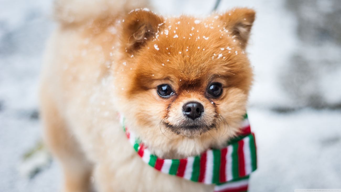 Pomeranian Dog Outdoor Winter Wallpaper