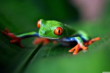 Red Eyed Tree Frog Macro Wallpaper