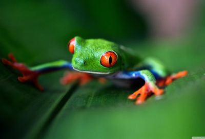 Red Eyed Tree Frog Macro Wallpaper