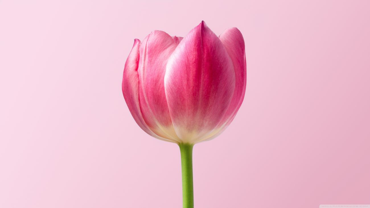 Single Pink Tulip Spring Flower Pink Background Wallpaper