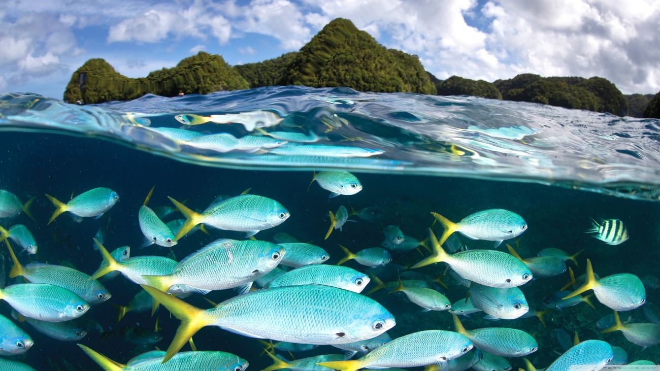 Snorkeling Wallpaper