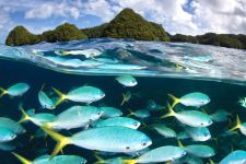 Snorkeling Wallpaper