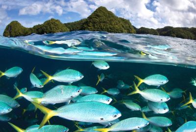 Snorkeling Wallpaper