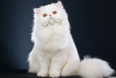 White Fluffy Cat Wallpaper