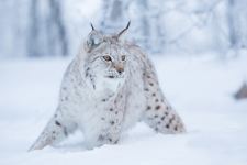 Wild Cat 7 Wallpaper