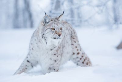 Wild Cat 7 Wallpaper